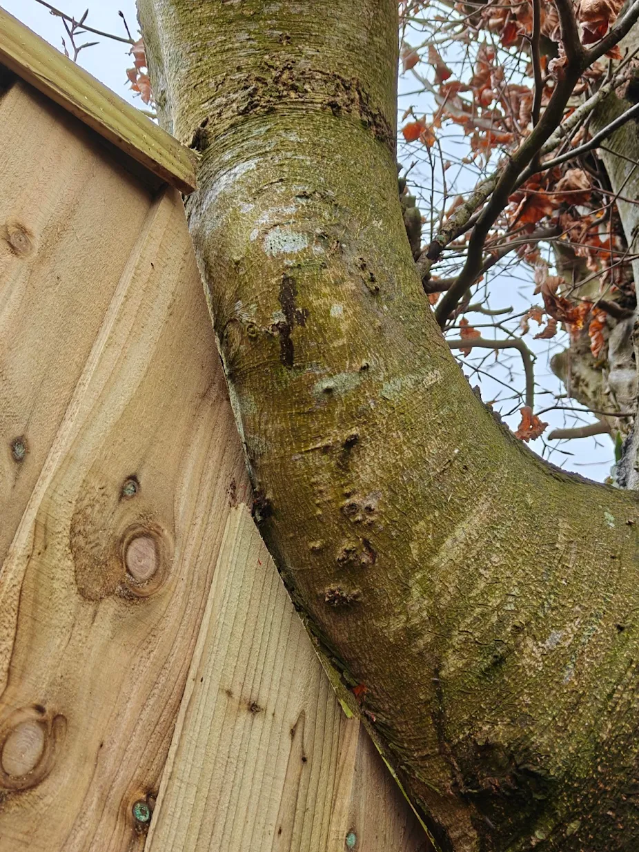 Tree-friendly fence design
