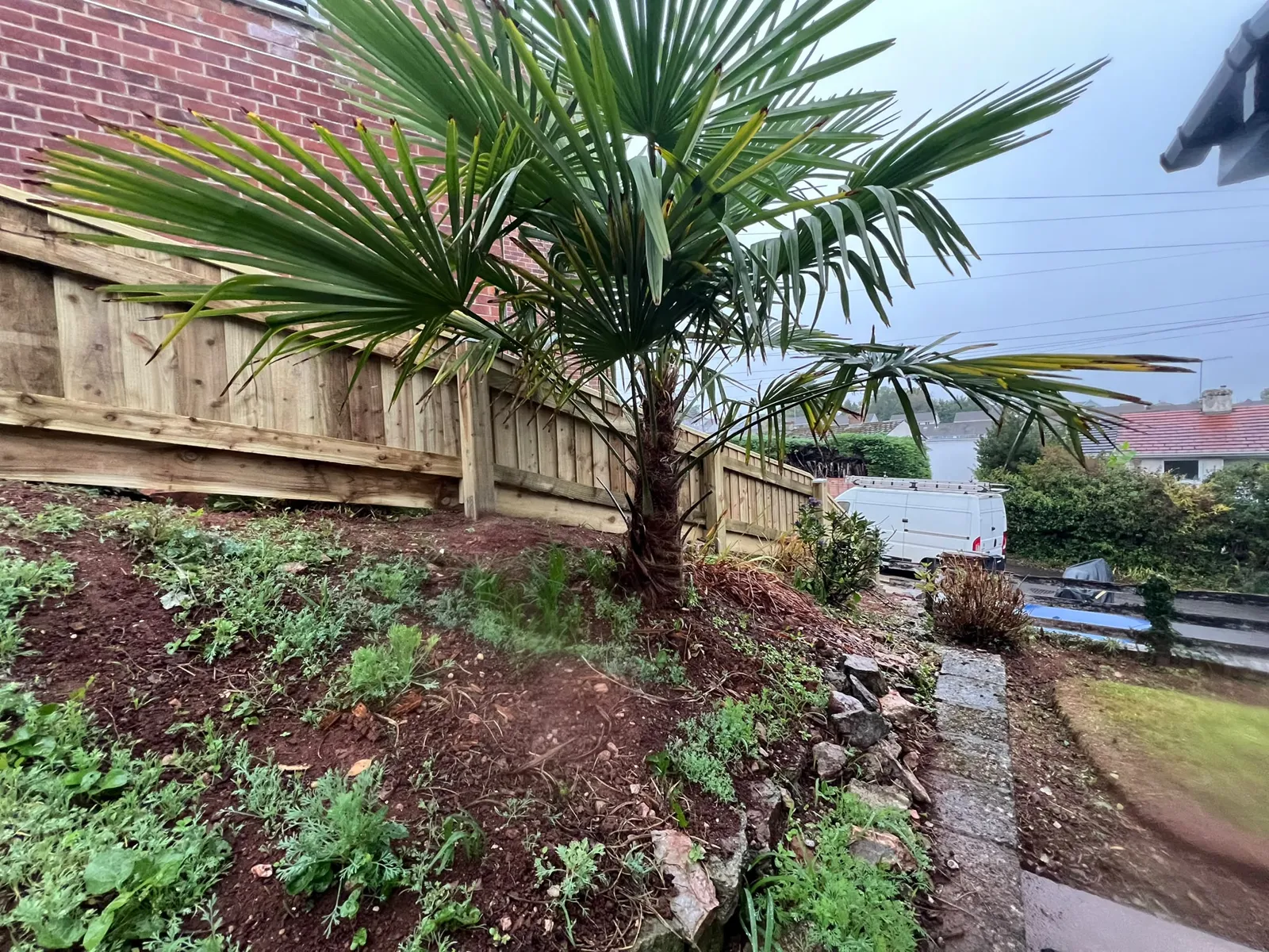 New low closeboard fence running past an established palm on a sloping Paignton garden
